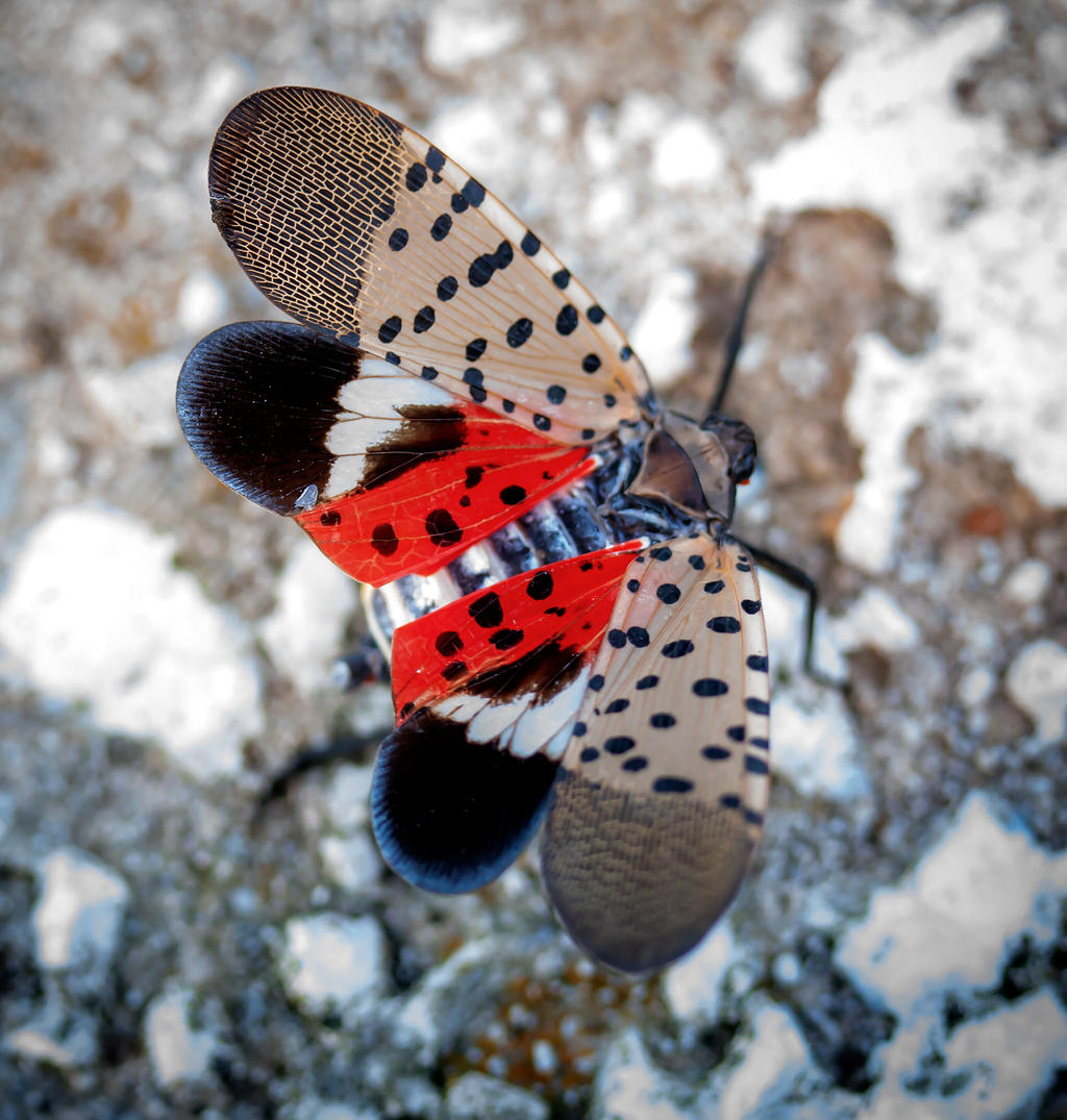 Photo of spotted lanternfly with link to Ag100Pest website